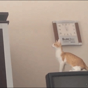 Cat-jump-fail2.gif