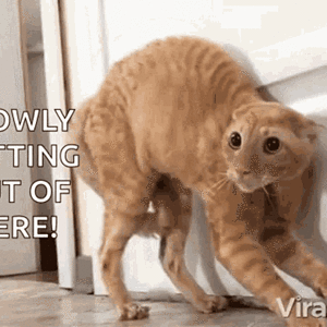 scared-cat-alarmed.gif