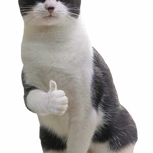 thumbs up cat.jpg
